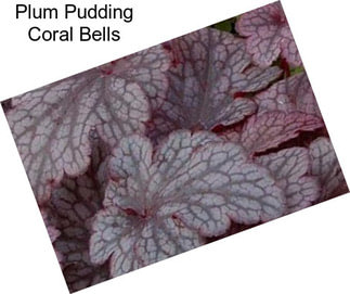 Plum Pudding Coral Bells