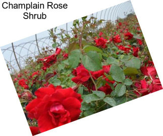 Champlain Rose Shrub