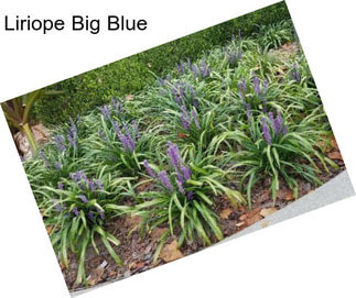 Liriope Big Blue