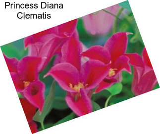 Princess Diana Clematis