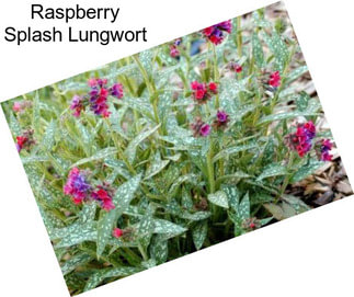 Raspberry Splash Lungwort
