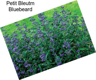 Petit Bleutm Bluebeard