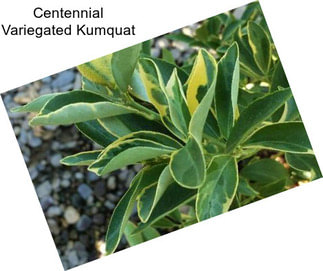 Centennial Variegated Kumquat