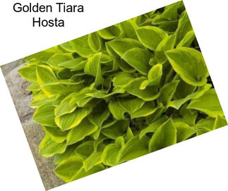 Golden Tiara Hosta