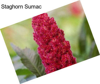 Staghorn Sumac