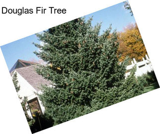 Douglas Fir Tree