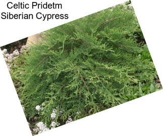 Celtic Pridetm Siberian Cypress