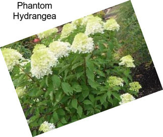 Phantom Hydrangea