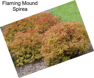 Flaming Mound Spirea