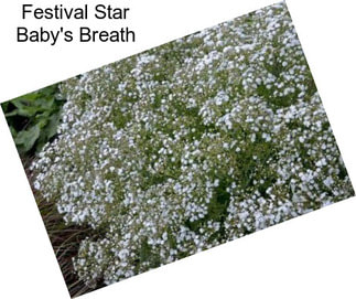 Festival Star Baby\'s Breath