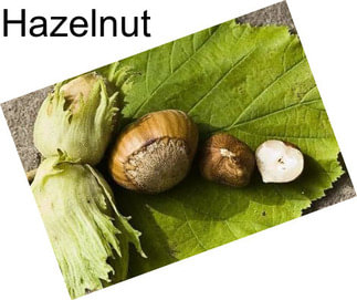 Hazelnut