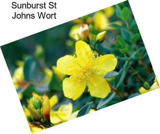 Sunburst St Johns Wort