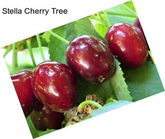 Stella Cherry Tree