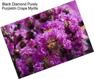 Black Diamond Purely Purpletm Crape Myrtle