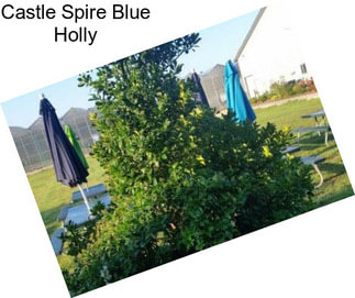 Castle Spire Blue Holly