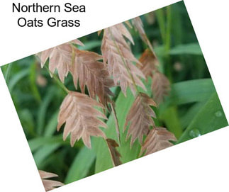 Northern Sea Oats Grass