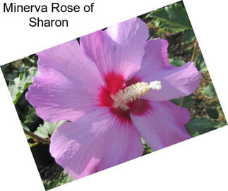 Minerva Rose of Sharon