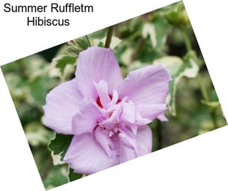 Summer Ruffletm Hibiscus