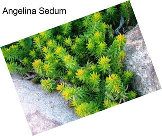 Angelina Sedum