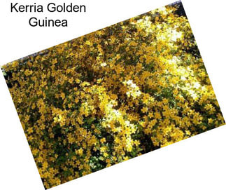 Kerria Golden Guinea