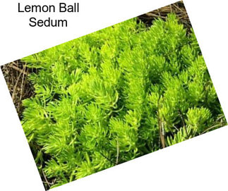 Lemon Ball Sedum