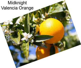 Midknight Valencia Orange