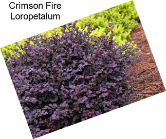 Crimson Fire Loropetalum