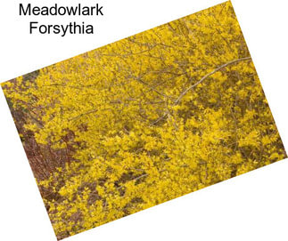 Meadowlark Forsythia