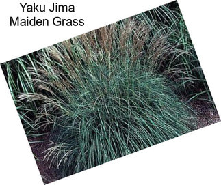 Yaku Jima Maiden Grass