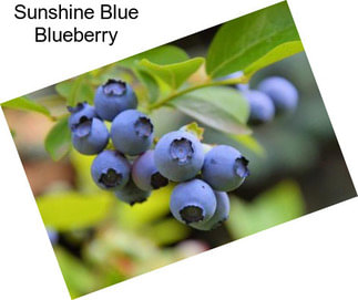 Sunshine Blue Blueberry