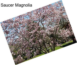 Saucer Magnolia