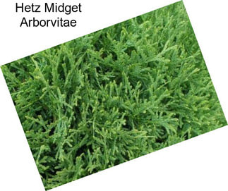 Hetz Midget Arborvitae