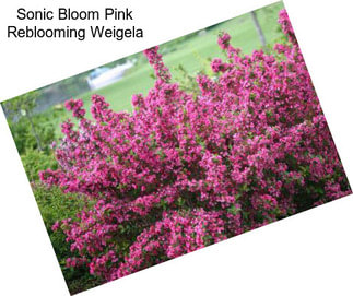 Sonic Bloom Pink Reblooming Weigela