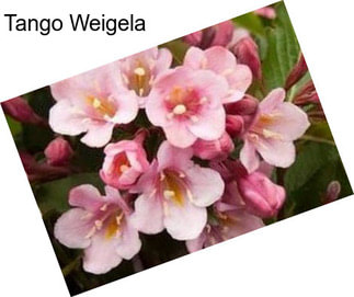 Tango Weigela