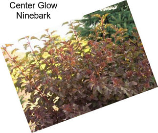 Center Glow Ninebark