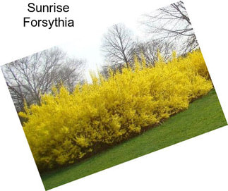 Sunrise Forsythia