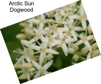 Arctic Sun Dogwood