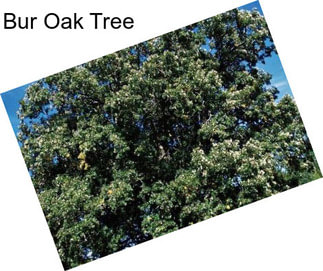 Bur Oak Tree