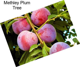 Methley Plum Tree