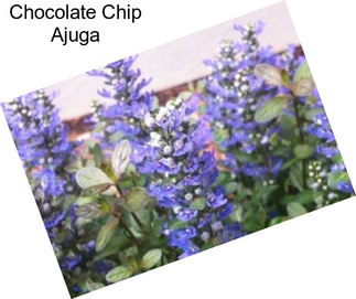 Chocolate Chip Ajuga
