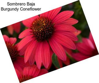 Sombrero Baja Burgundy Coneflower