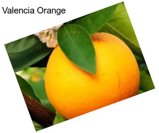 Valencia Orange