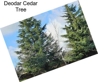 Deodar Cedar Tree