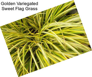 Golden Variegated Sweet Flag Grass