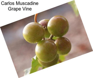 Carlos Muscadine Grape Vine