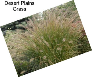 Desert Plains Grass