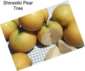 Shinseiki Pear Tree