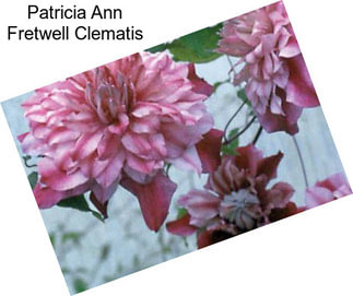 Patricia Ann Fretwell Clematis