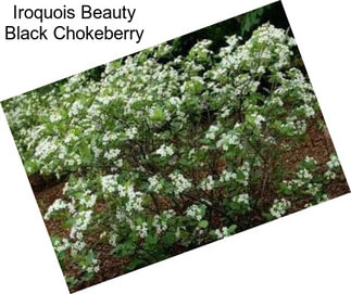 Iroquois Beauty Black Chokeberry