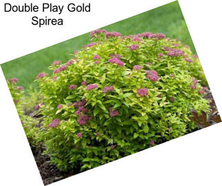 Double Play Gold Spirea